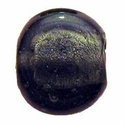 VETRO C/ARG. TONDO MM20 GRIGIO