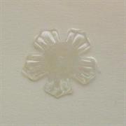 MOT.PAILL.N.19 FIORE 5 PETALI 14MM TRASPARENTE IRIS